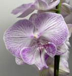 Орхидея Phalaenopsis Big Lip 