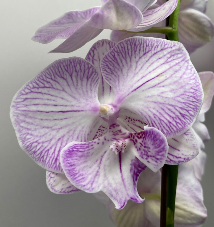 Орхидея Phalaenopsis Big Lip 