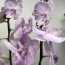 Орхидея Phalaenopsis Big Lip 