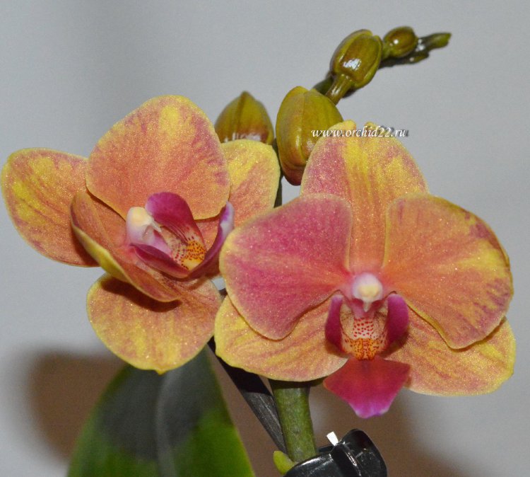 Орхидея Phalaenopsis,  multiflora