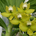 Орхидея Cycnodes chlorochilon (еще не цвёл)