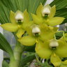 Орхидея Cycnodes chlorochilon (еще не цвёл)