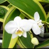 Орхидея  Phalaenopsis amabilis variegata (еще не цвёл) 