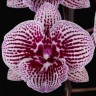 Орхидея Phalaenopsis Lioulin Lovely Lip (еще не цвел)      