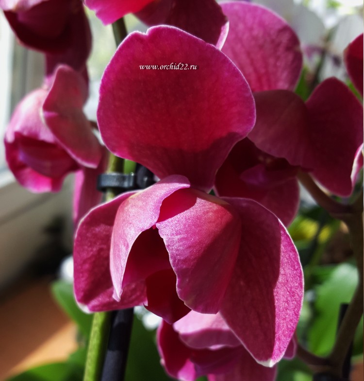 Характеристики орхидеи Паваротти