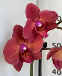 Орхидея Phalaenopsis, midi 