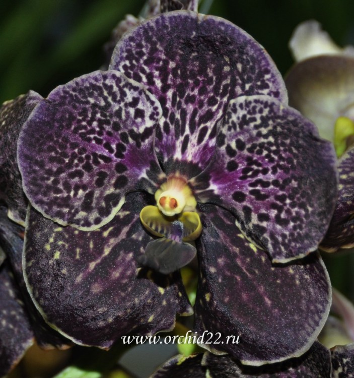 Орхидея Vanda Dark Chocolate (сеянец)  