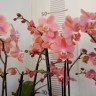 Орхидея Phalaenopsis Perfumе Odorion, multiflora (отцвел)
