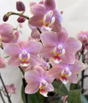 Орхидея Phalaenopsis Perfumе Odorion, multiflora 