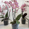 Орхидея Phalaenopsis Perfumе Odorion, multiflora 