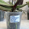 Орхидея Phalaenopsis Perfumе Odorion, multiflora 