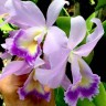 Орхидея Blc. Lois McNeil 'Ace' (отцвела, РЕАНИМАШКА)       