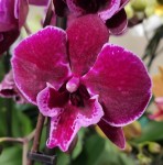 Орхидея Phalaenopsis Big Lip (отцвел)       