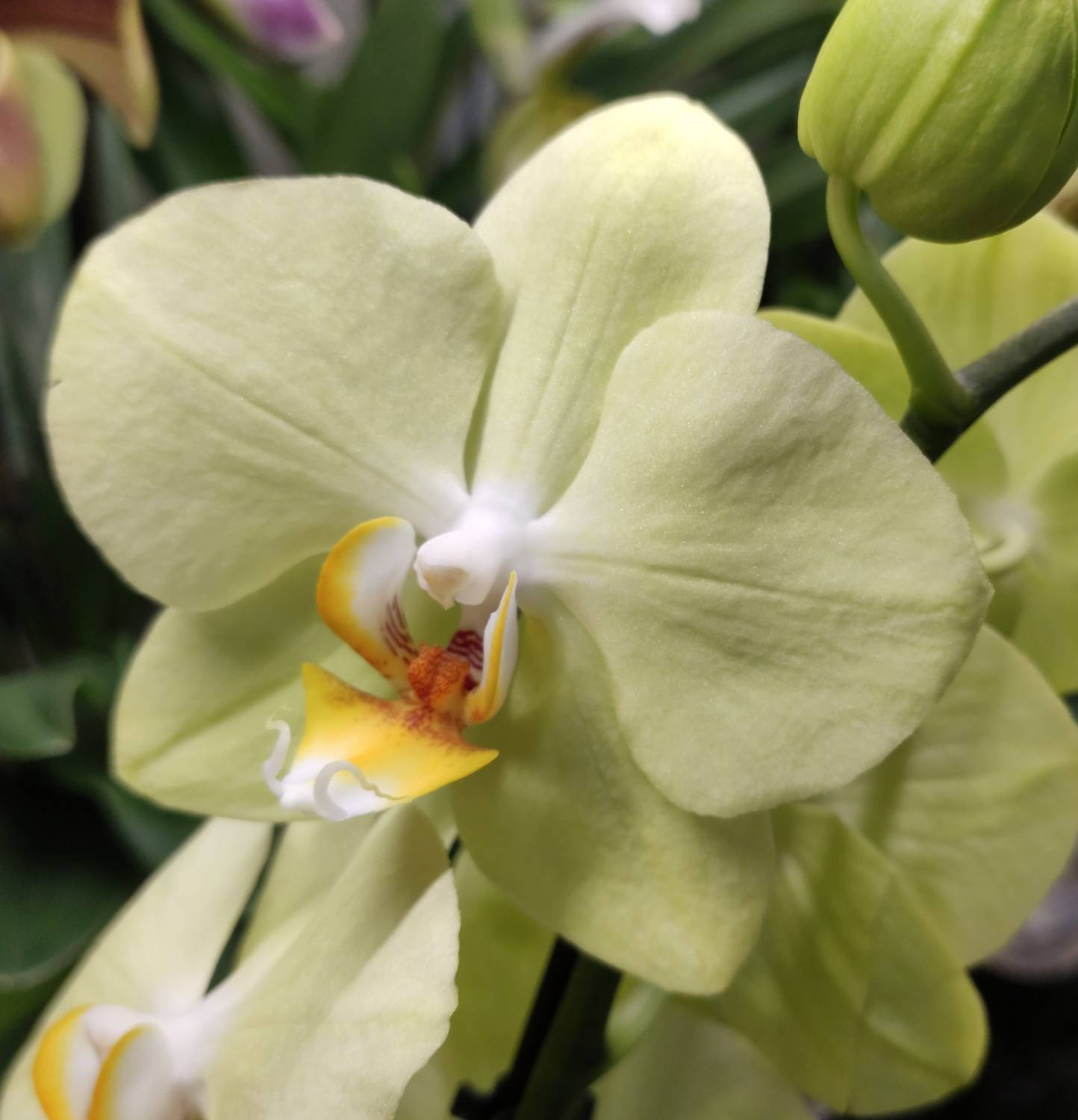 Орхидея зеленая ветка — купить в интернет-магазине по низкой цене с доставкой по Санкт-Петербургу