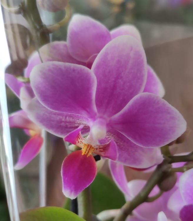 Орхидея Phalaenopsis, mini