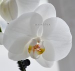 Орхидея Phalaenopsis Serena (отцвёл)  