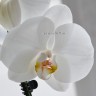 Орхидея Phalaenopsis Serena (отцвёл)  