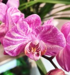 Орхидея Phalaenopsis, multiflora (отцвел, РЕАНИМАШКА)  
