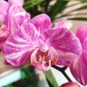 Орхидея Phalaenopsis, multiflora (отцвел, РЕАНИМАШКА)  