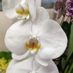 Орхидея Phalaenopsis Cambridge (отцвел)