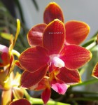Орхидея Phal. Perfume Phoenix, multiflora (отцвел, РЕАНИМАШКА)