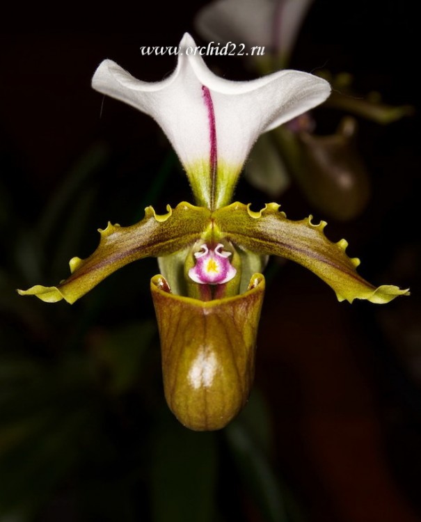Орхидея Paphiopedilum spicerianum (отцвел)