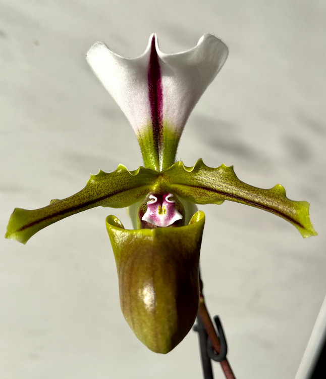 Орхидея Paphiopedilum spicerianum (отцвел)