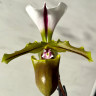 Орхидея Paphiopedilum spicerianum (отцвел)