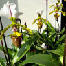 Орхидея Paphiopedilum spicerianum (отцвел)