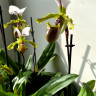 Орхидея Paphiopedilum spicerianum (отцвел)