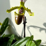 Орхидея Paphiopedilum spicerianum (отцвел)