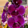 Орхидея Phal.Tying Shin Galaxy, Big Lip (цветет, РЕАНИМАШКА)