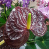 Anthurium Aramon (деленка без цветов)