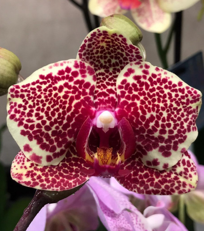 Орхидея Phalaenopsis OX Red Sesame (отцвел)