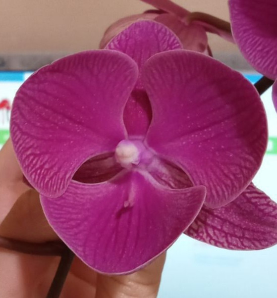 Орхидея Phalaenopsis Big lip (отцвел) 