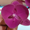 Орхидея Phalaenopsis Big lip (отцвел) 