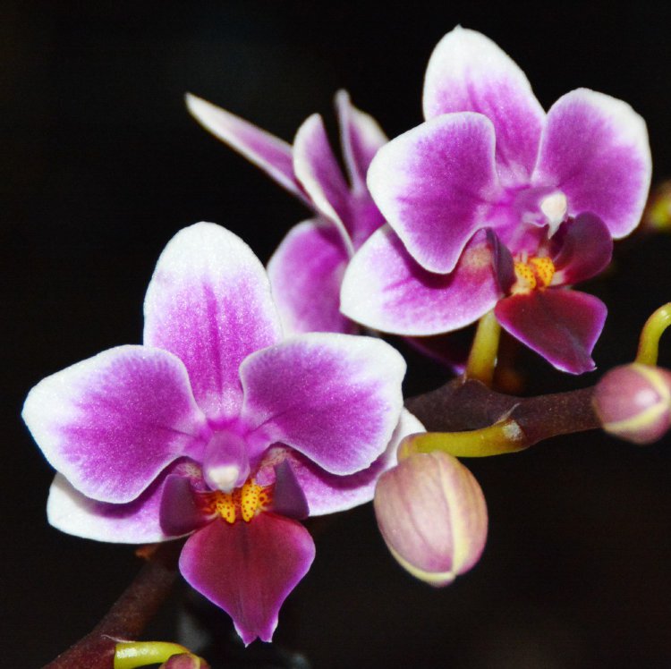 Орхидея Phalaenopsis Euro Star, mini (отцвел)