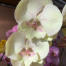 Орхидея Phalaenopsis Big Lip (отцвел)