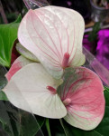 Anthurium Fantasy Love (отцвел)