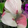 Anthurium Fantasy Love (отцвел)