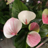 Anthurium Fantasy Love (отцвел)