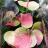 Anthurium Fantasy Love (отцвел)