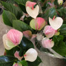 Anthurium Fantasy Love (отцвел)