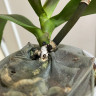 Орхидея Phalaenopsis Peaches (отцвёл, УЦЕНКА*) 