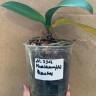 Орхидея Phalaenopsis Peaches (отцвёл, РЕАНИМАШКА) 