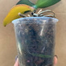 Орхидея Phalaenopsis Peaches (отцвёл, РЕАНИМАШКА) 