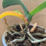 Орхидея Phalaenopsis Peaches (отцвёл, РЕАНИМАШКА) 