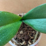 Орхидея Phalaenopsis Peaches (отцвёл, РЕАНИМАШКА) 