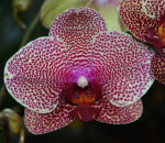 Орхидея Phalaenopsis I-Hsin Sesame (отцвел, РЕАНИМАШКА**)