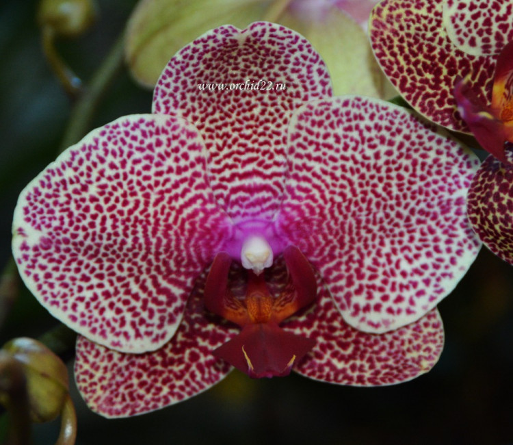 Орхидея Phalaenopsis I-Hsin Sesame (отцвел, РЕАНИМАШКА**)
